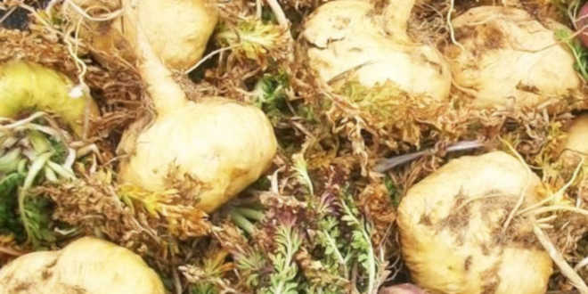 Maca Peruana: Como tomar, benefícios e para que serve? 2 maca amarela